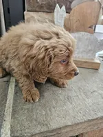 Winnie, a female Goldendoodle for sale in Sidney, OH – Photo 2 of 5