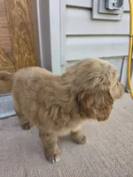 Teddy, a male Goldendoodle and Golden Retriever for sale in Sidney, OH – 3 of 5