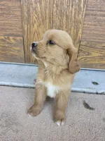 Opal, a female Goldendoodle and Golden Retriever for sale in Sidney, OH – 2 of 4