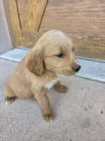 Jolene, a female Goldendoodle and Golden Retriever for sale in Sidney, OH – 4 of 6
