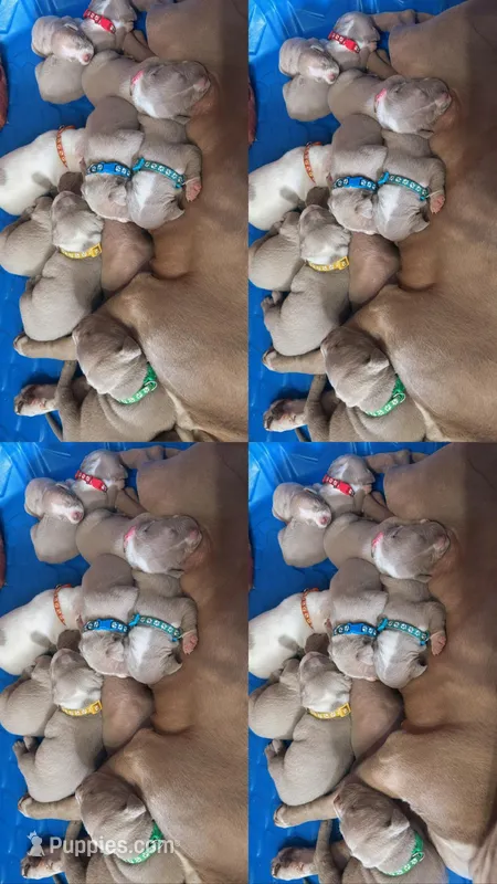 Puppies , a female American Pit Bull Terrier for sale in Los Angeles, CA – Photo 1 of 1