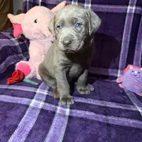 Sterling, a female Labrador Retriever for sale in Redford, MI – Photo 1 of 2