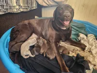 Indie, a male Labrador Retriever for sale in Redford, MI – Photo 2 of 2