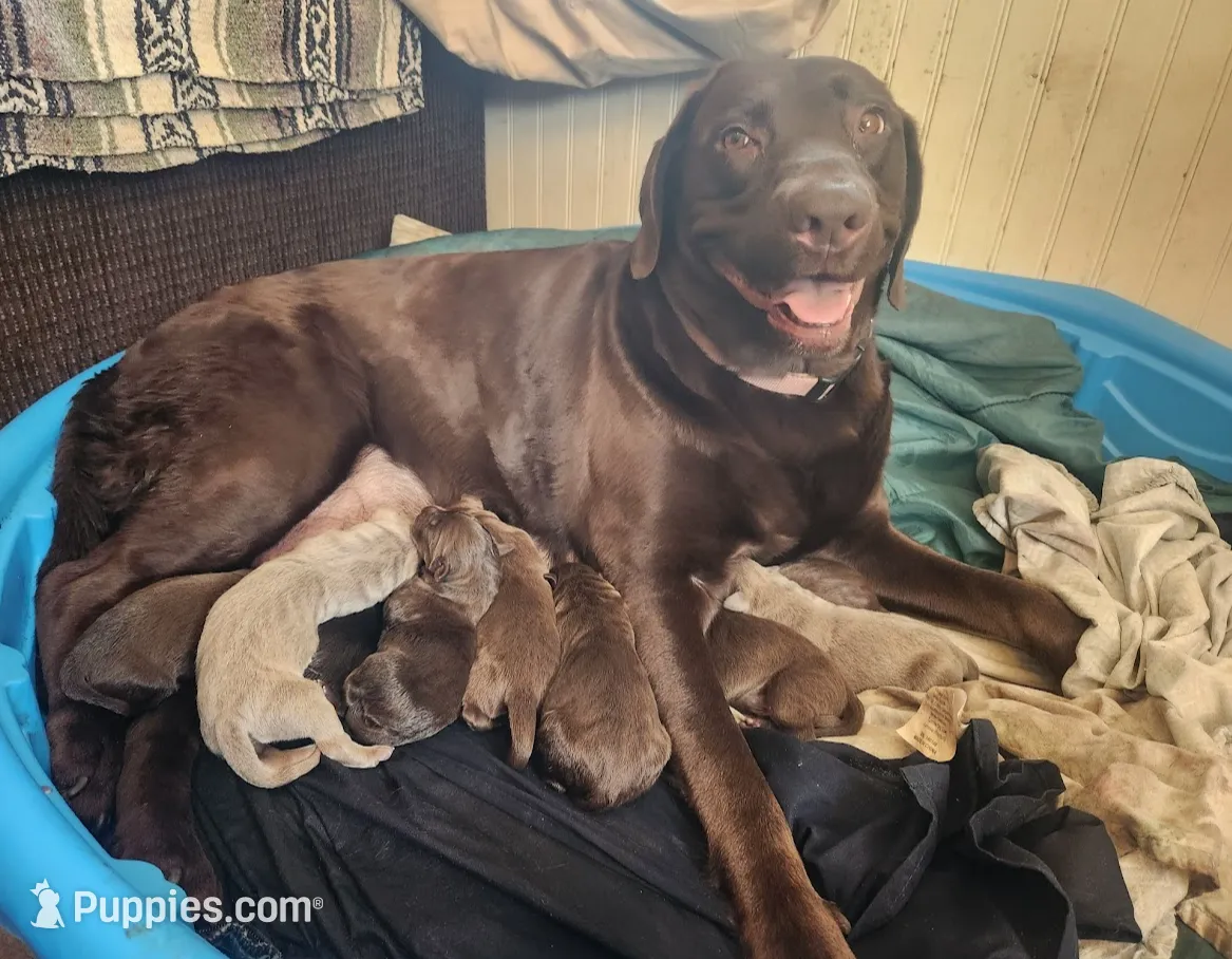 Buttercup, a female Labrador Retriever for sale in Redford, MI – Photo 2 of 3