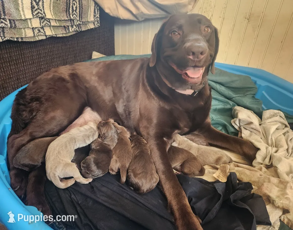 Jim Dandy, a male Labrador Retriever for sale in Redford, MI – Photo 2 of 2