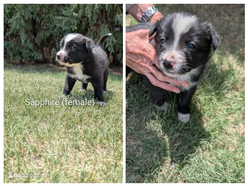 Sapphire  – Border Collie puppy for sale in Montezuma, KS