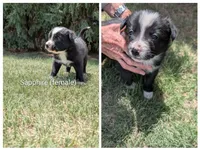 Sapphire , a female Border Collie for sale in Montezuma, KS – 1 of 2