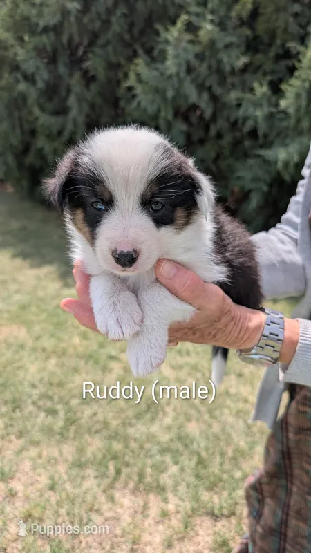 Ruddy  – Border Collie puppy for sale in Montezuma, KS
