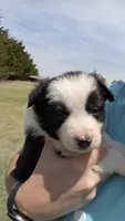 Sal, a female Border Collie for sale in Montezuma, KS – 2 of 5