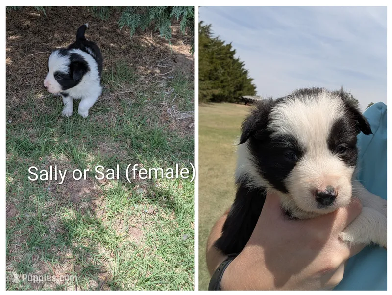 Sal – Border Collie puppy for sale in Montezuma, KS