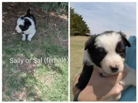 Sal, a female Border Collie for sale in Montezuma, KS – 1 of 5