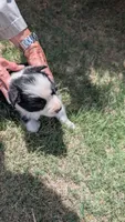 Sal, a female Border Collie for sale in Montezuma, KS – 4 of 5
