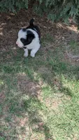 Sal, a female Border Collie for sale in Montezuma, KS – 5 of 5