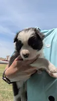 Sal, a female Border Collie for sale in Montezuma, KS – 3 of 5