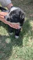 Sapphire , a female Border Collie for sale in Montezuma, KS – 2 of 2