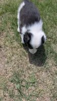 Ruddy , a male Border Collie for sale in Montezuma, KS – 2 of 2