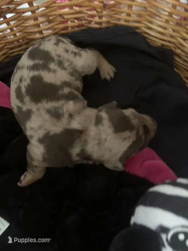 Reeses – Dachshund puppy for sale in Denham Springs, LA