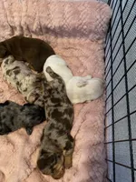 Reeses, a female Dachshund for sale in Denham Springs, LA – Photo 4 of 4