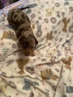 Reeses, a female Dachshund for sale in Denham Springs, LA – Photo 2 of 4