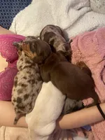 Reeses, a female Dachshund for sale in Denham Springs, LA – Photo 3 of 4