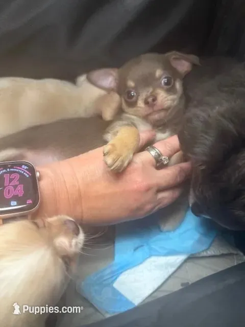 Lav – Chihuahua puppy for sale in Ashford, CT