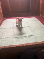 Luminous, a female Chihuahua for sale in Ashford, CT – 2 of 2