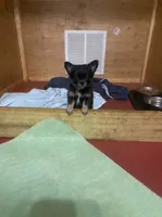 Buddy, a male Chihuahua for sale in Ashford, CT – 2 of 2