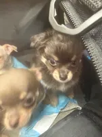 Wolfie, a male Chihuahua for sale in Ashford, CT – 1 of 2