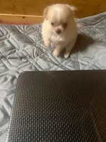 Lumy, a female Chihuahua for sale in Ashford, CT – 2 of 3