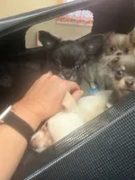 Buddy, a male Chihuahua for sale in Ashford, CT – 1 of 2