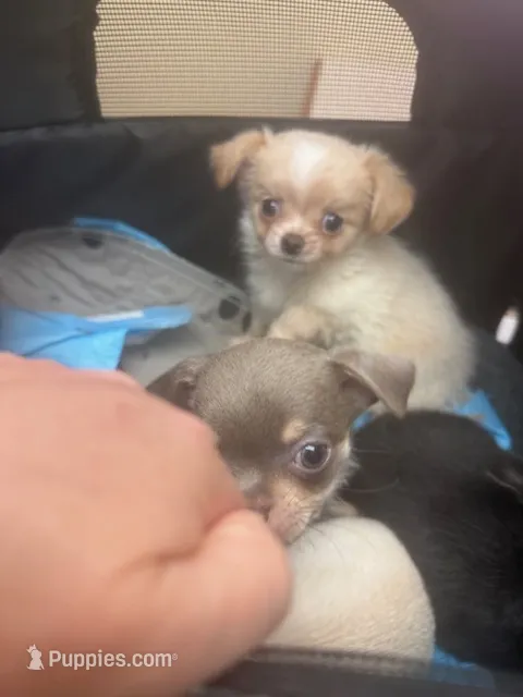 Lumy – Chihuahua puppy for sale in Ashford, CT