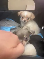Lumy, a female Chihuahua for sale in Ashford, CT – 1 of 3