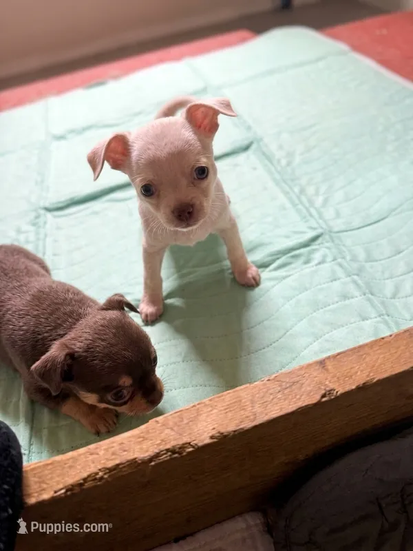 Luminous – Chihuahua puppy for sale in Ashford, CT