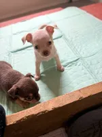 Luminous, a female Chihuahua for sale in Ashford, CT – 1 of 2