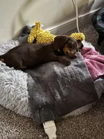 Molly, a female Miniature Dachshund for sale in Richmond, VA – Photo 2 of 2