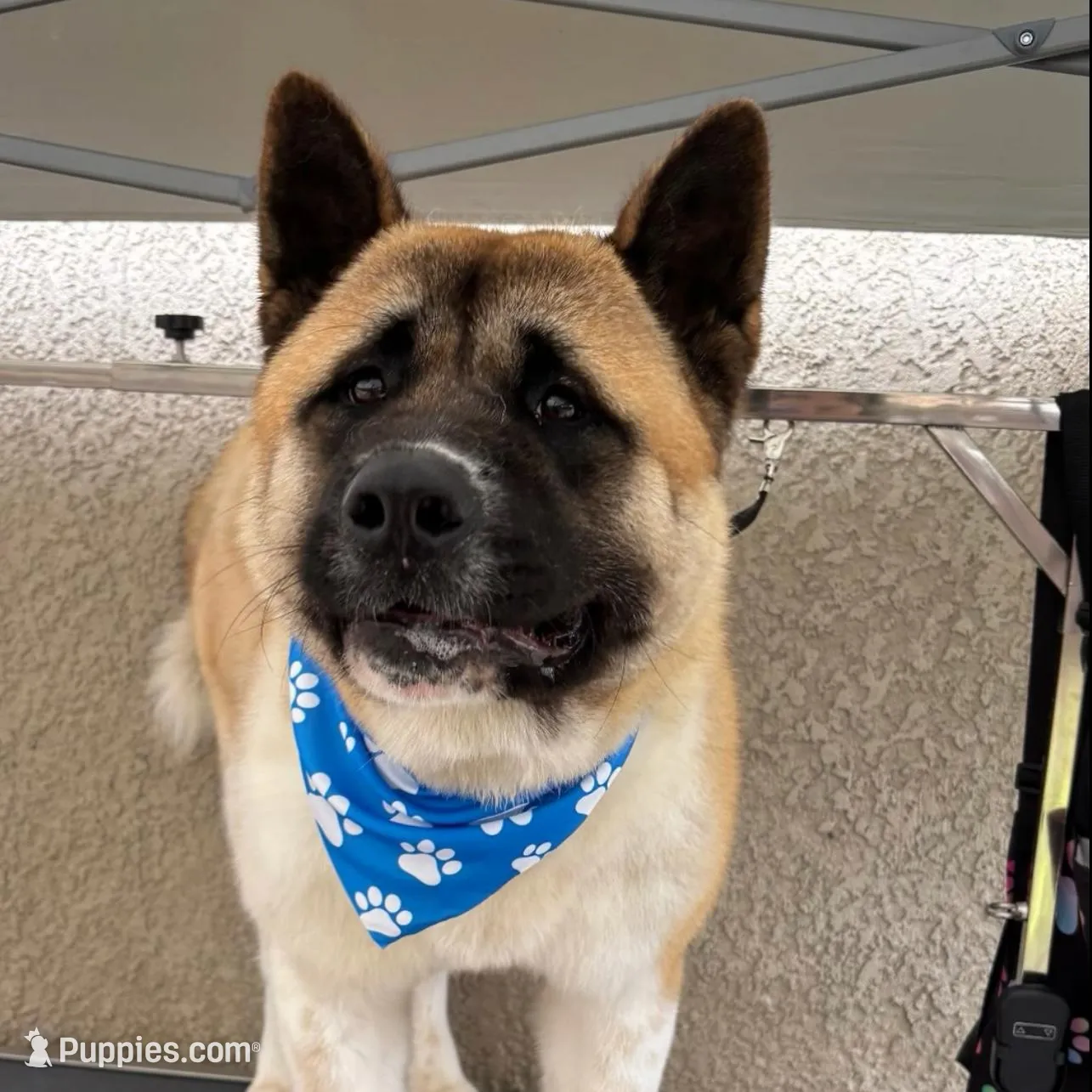 Benji, a male Akita for sale in Elk Grove, CA – Photo 3 of 4