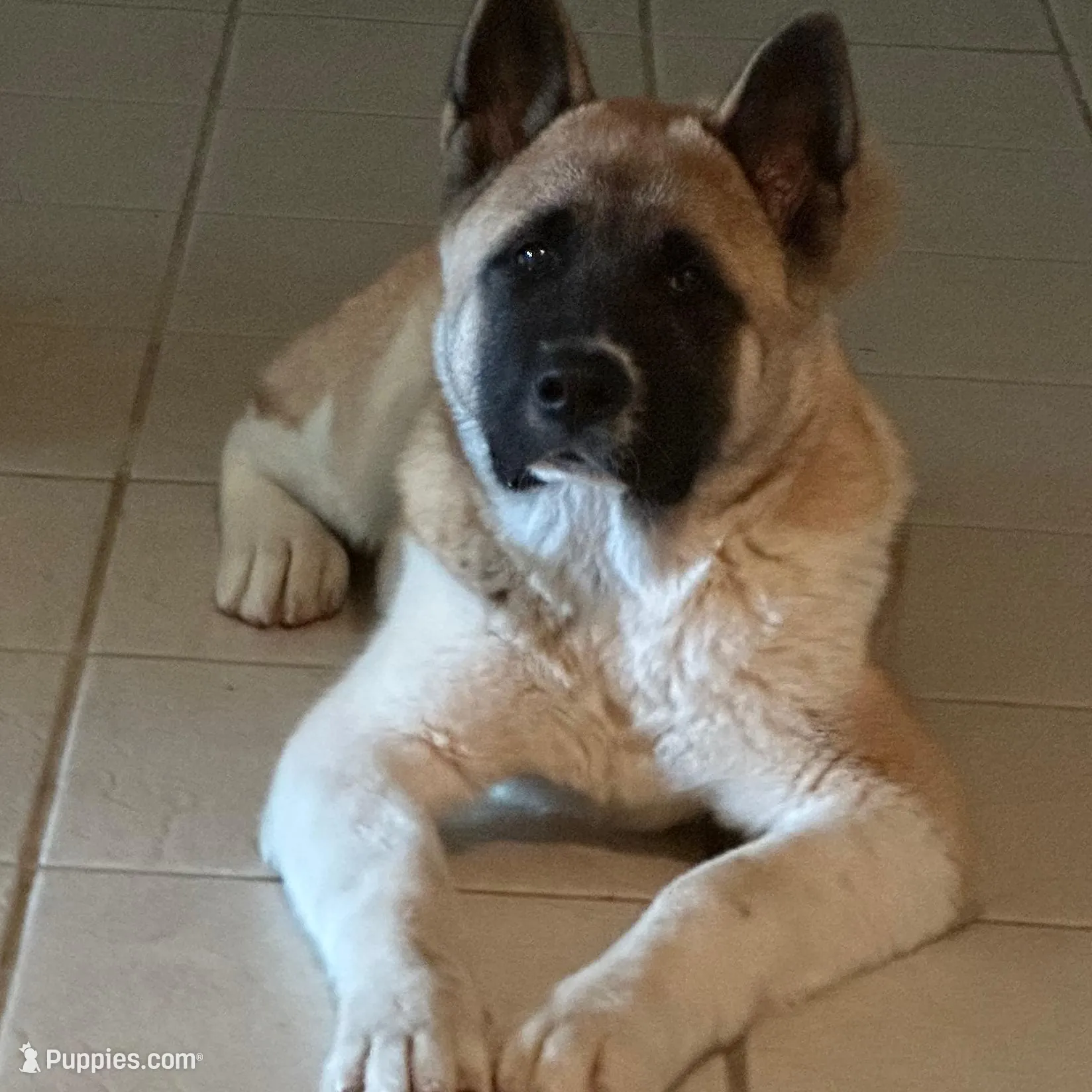 Benji, a male Akita for sale in Elk Grove, CA – Photo 2 of 4