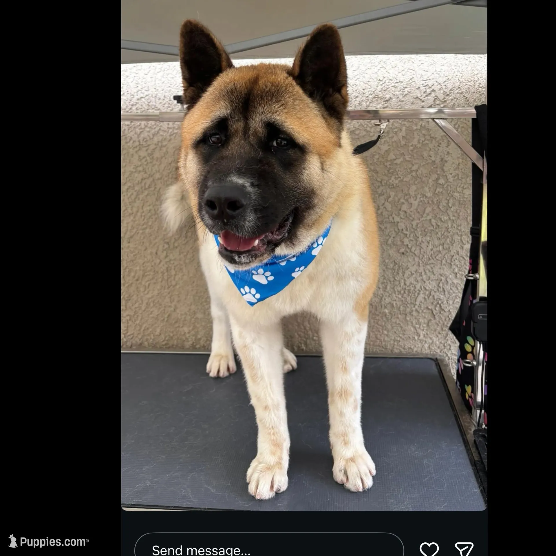 Benji, a male Akita for sale in Elk Grove, CA – Photo 4 of 4