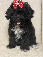 Tay, a female Poodle - Miniature  for sale in Pueblo, CO – 1 of 1