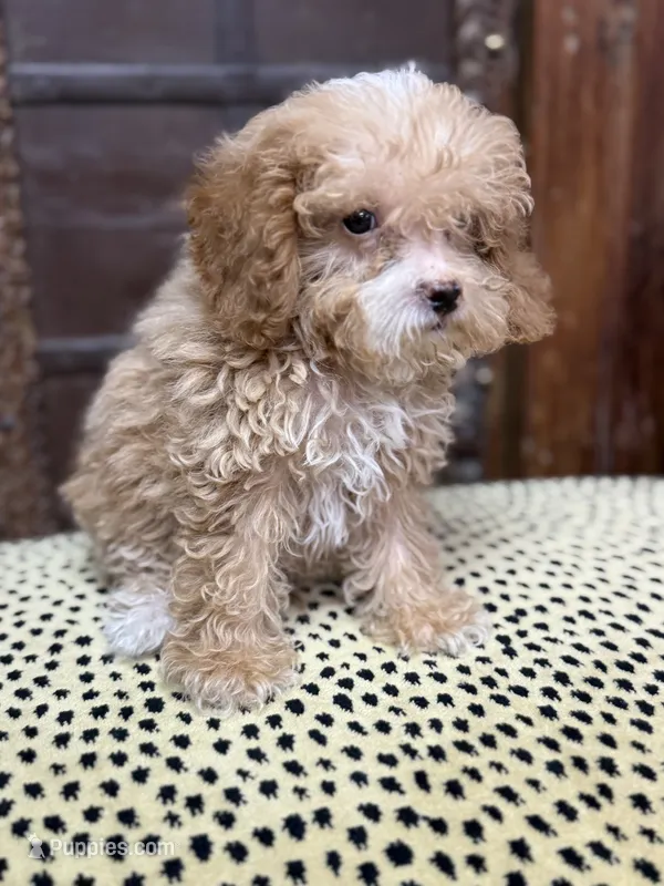 Maxwell – Poodle - Toy  puppy for sale in Pueblo, CO