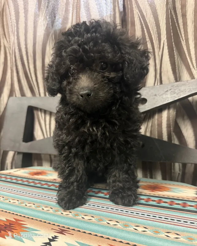 Casio – Poodle - Toy  puppy for sale in Pueblo, CO