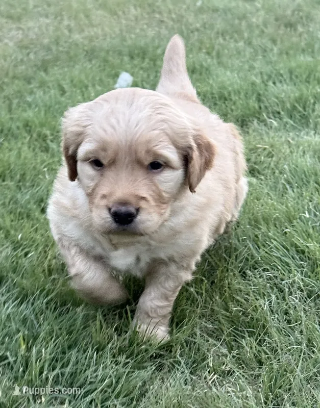 Potato – Golden Retriever puppy for sale in Pueblo, CO