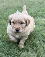 Potato, a male Golden Retriever for sale in Pueblo, CO – 1 of 1