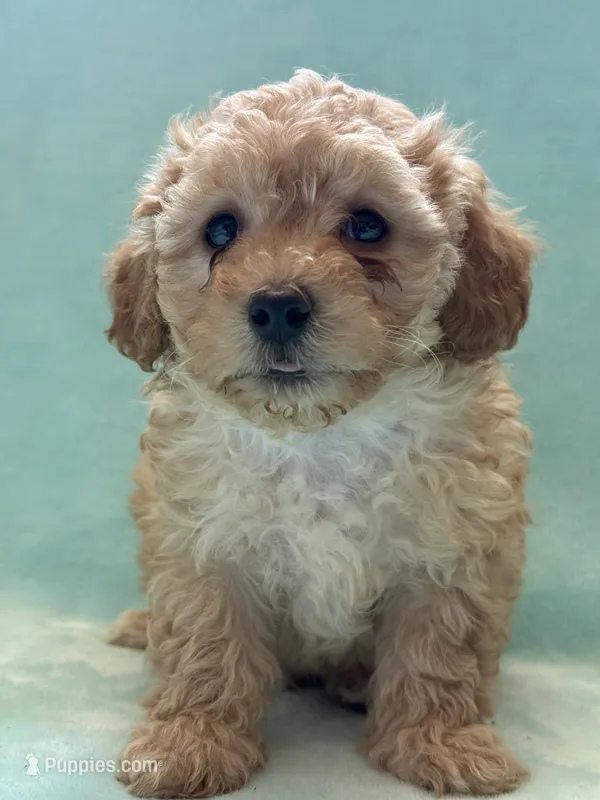Casio – Poodle - Toy  puppy for sale in Pueblo, CO