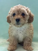 Casio, a male Poodle - Toy  for sale in Pueblo, CO – 1 of 1