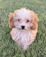 Maxwell, a male Poodle - Toy  for sale in Pueblo, CO – 3 of 3