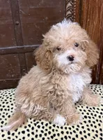 Maxwell, a male Poodle - Toy  for sale in Pueblo, CO – 2 of 3