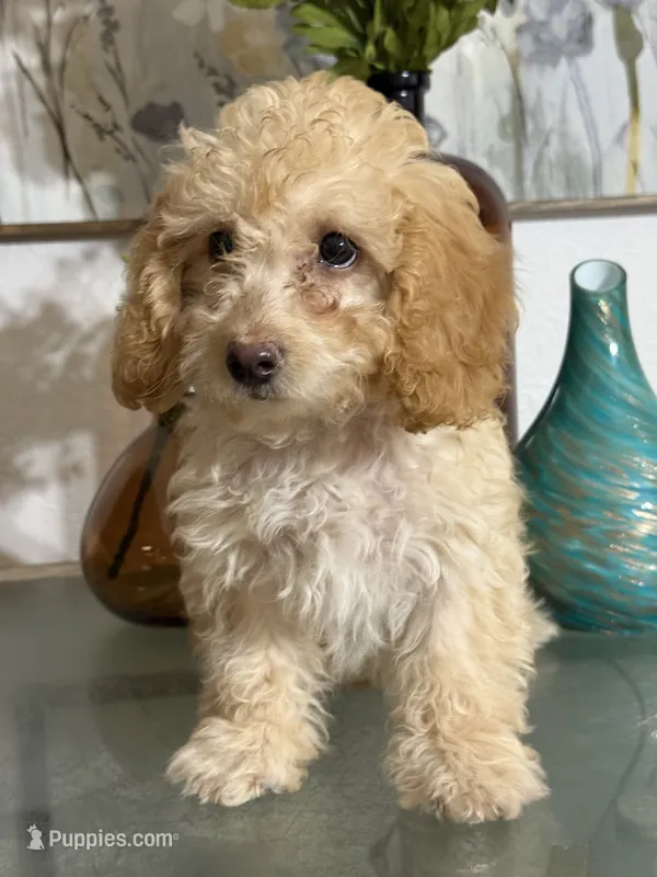 Cazey, a male Poodle - Toy  for sale in Pueblo, CO – 1 of 1