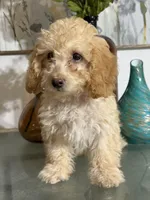 Cazey, a male Poodle - Toy  for sale in Pueblo, CO – 1 of 1
