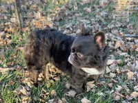 Paddington AKC, a male French Bulldog for sale in Springfield, MO – Photo 3 of 3